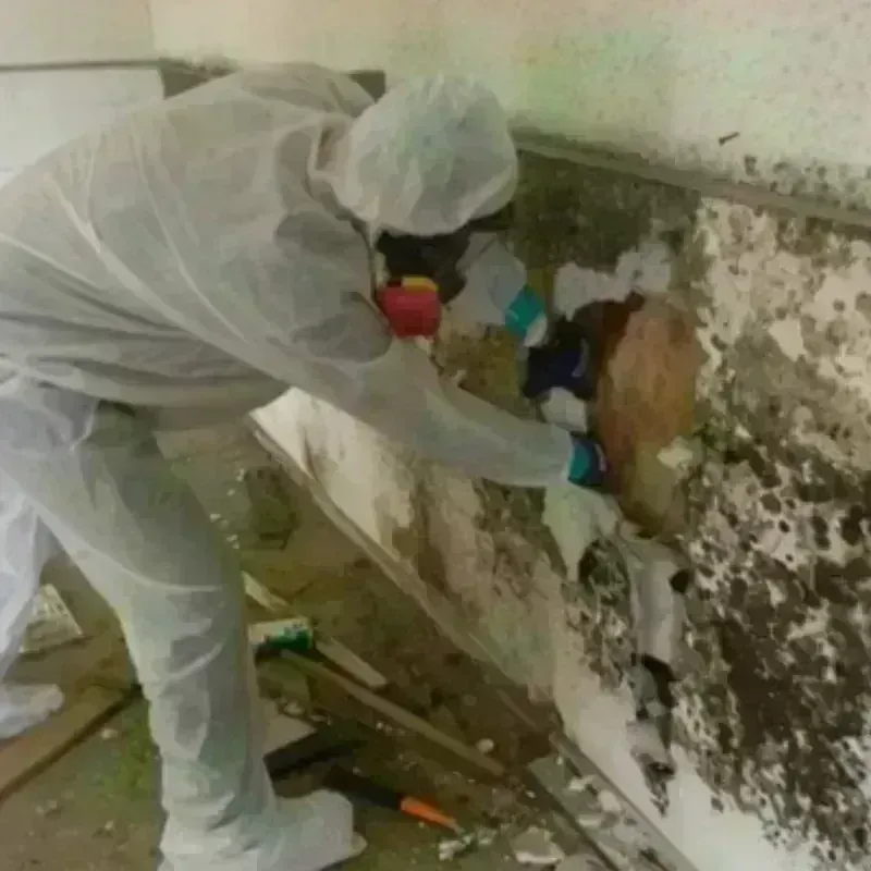 Mold Remediation and Removal in Napoleon, ND